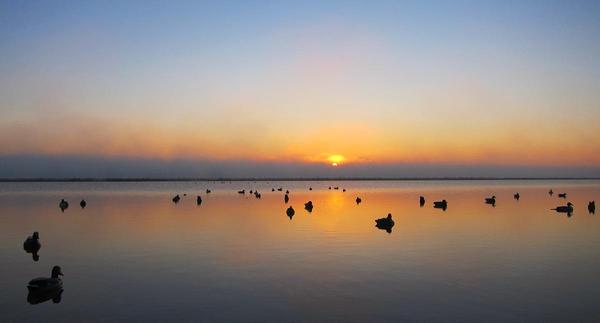 The duck marsh at dawn. 