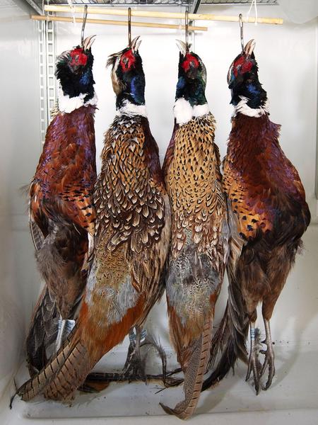 Four pheasants hanging to age