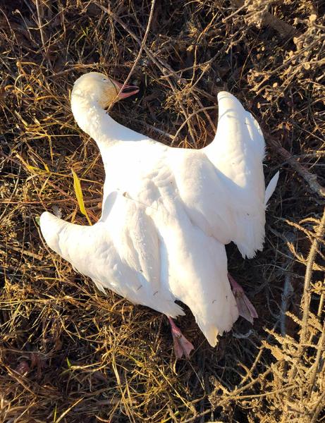 Snow goose on a patch of dry land 