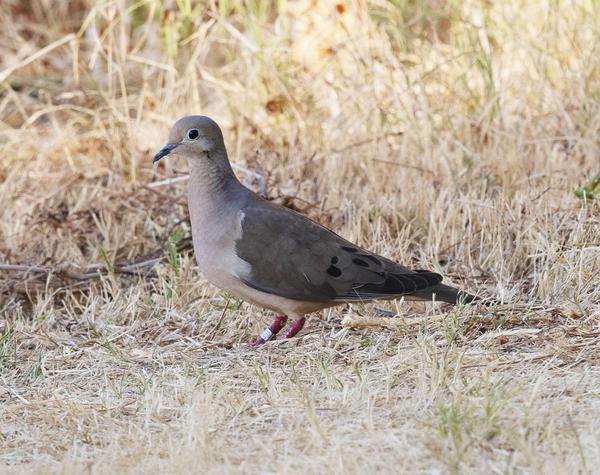 a mourning dove