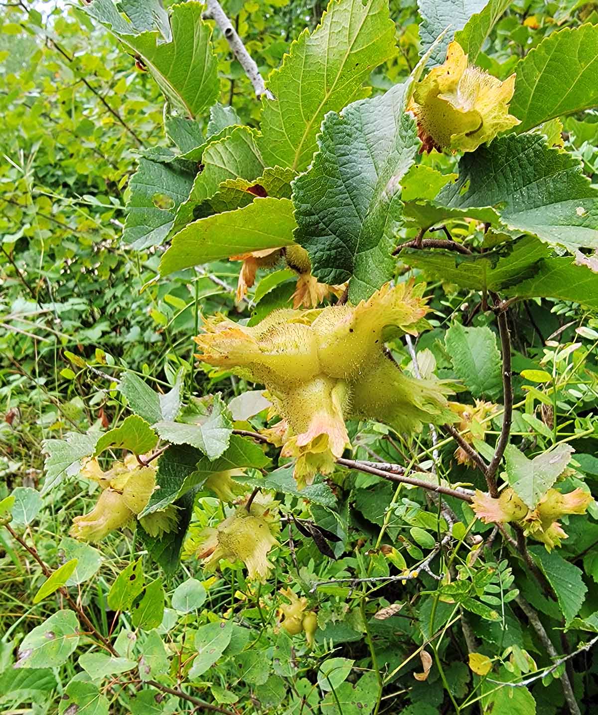 Hazelnuts on the bush in Minnesota.