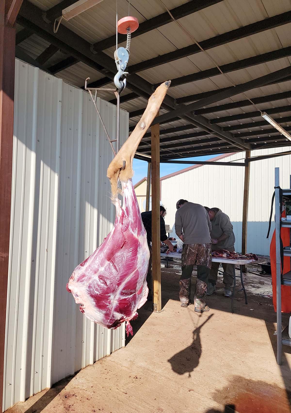 A deer haunch hanging, ready for butchering. 