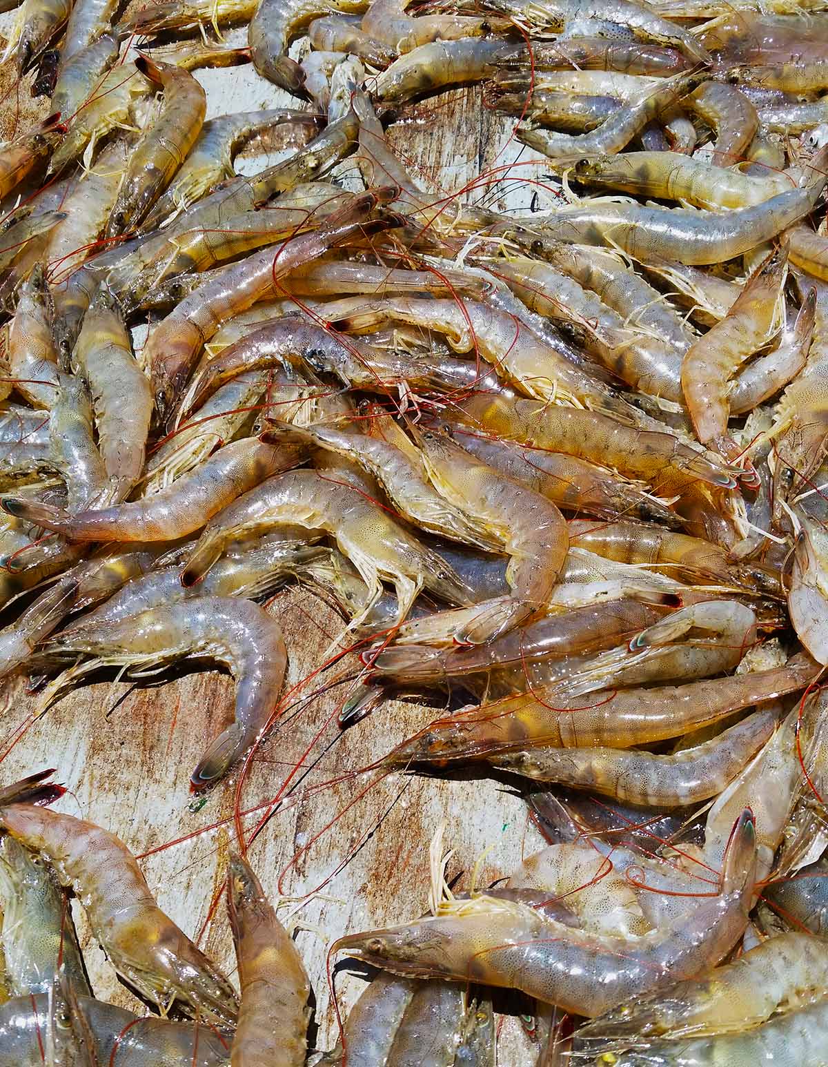 A mess of Gulf shrimp caught near Mobile.