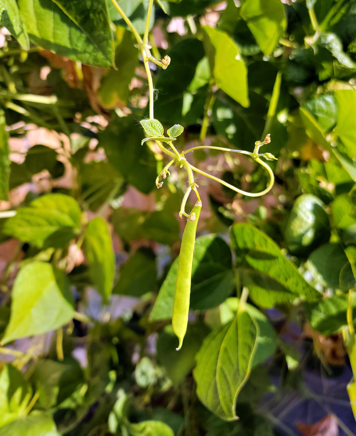 A baby green bean on the vine. 