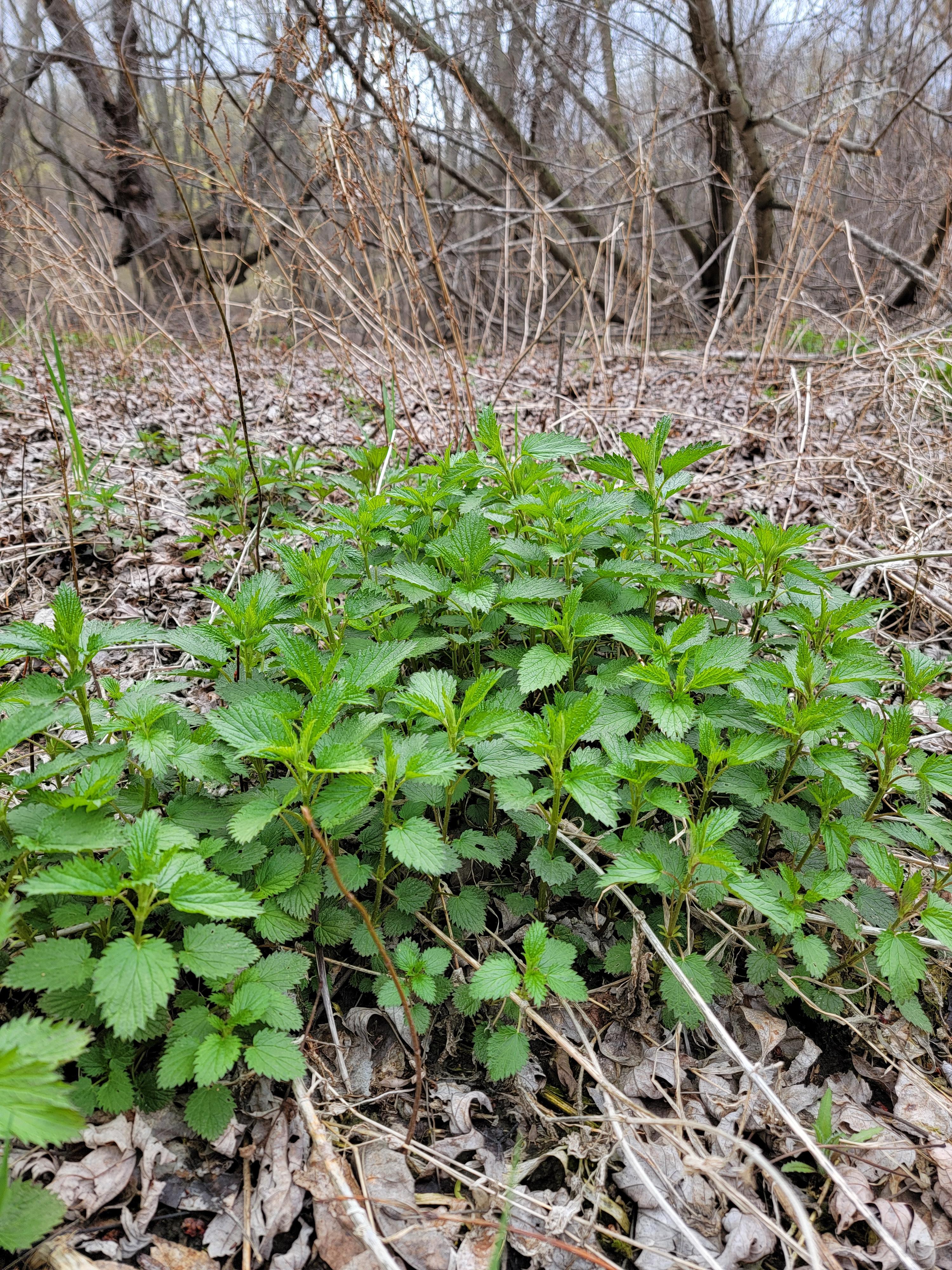 A nettle patch in Minnesota. 
