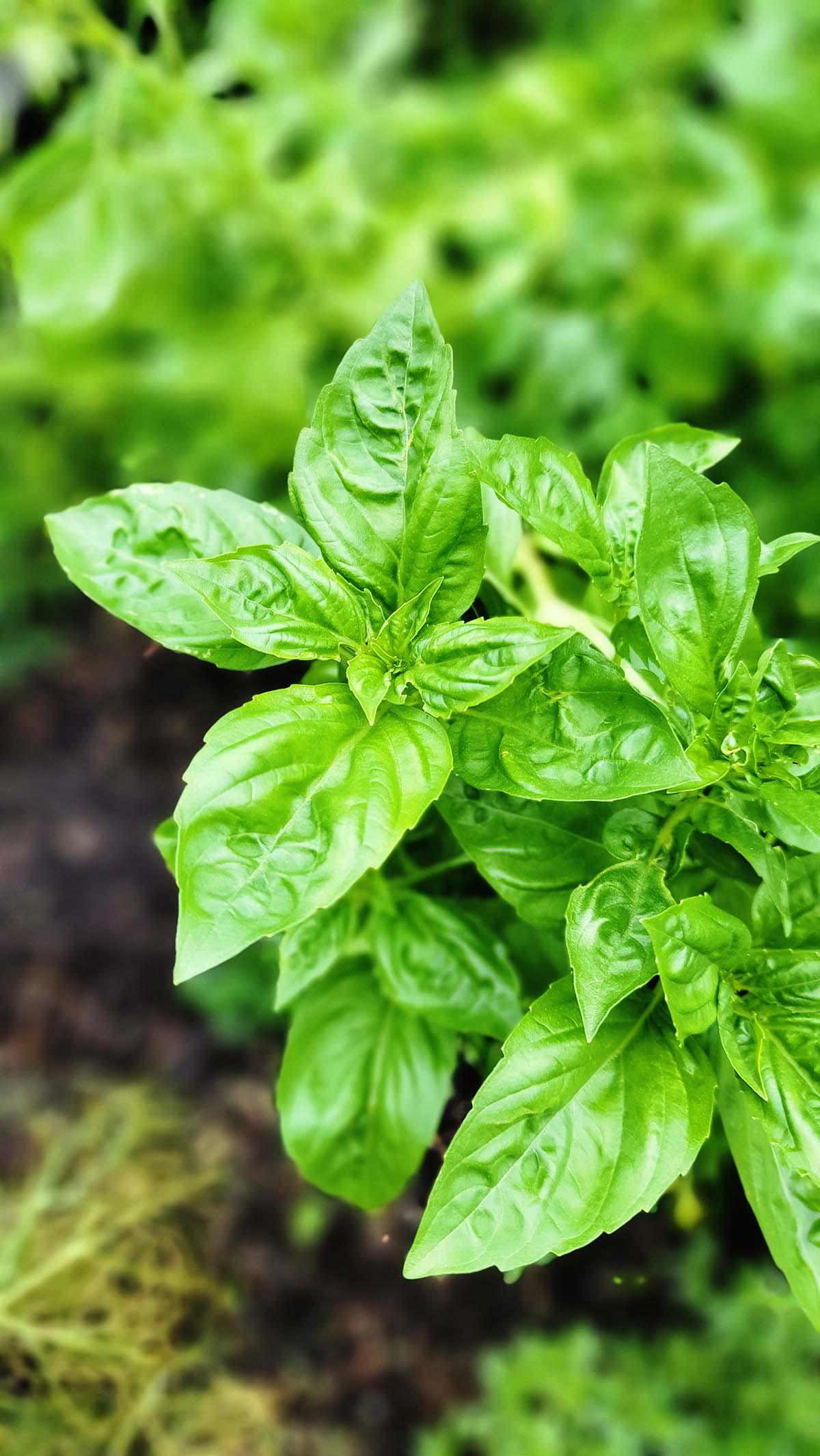 A basil plant.