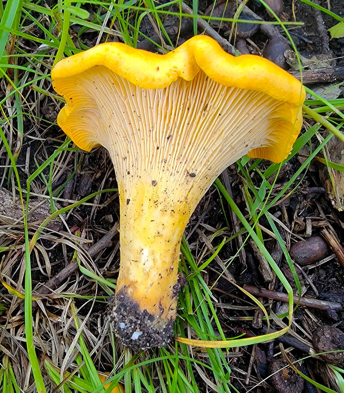 A pretty chanterelle freshly picked. 