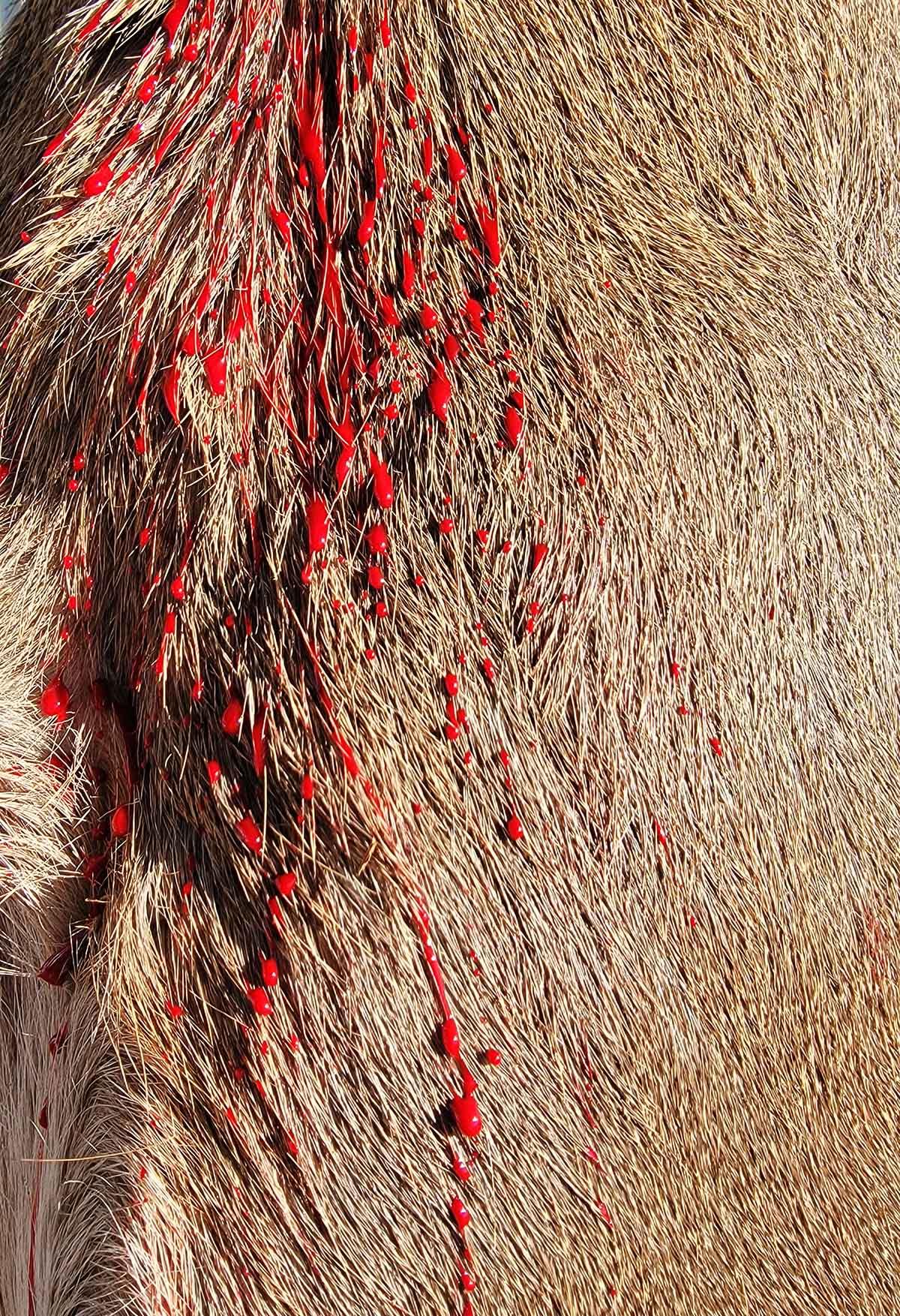 Blood on a deer's fur. 