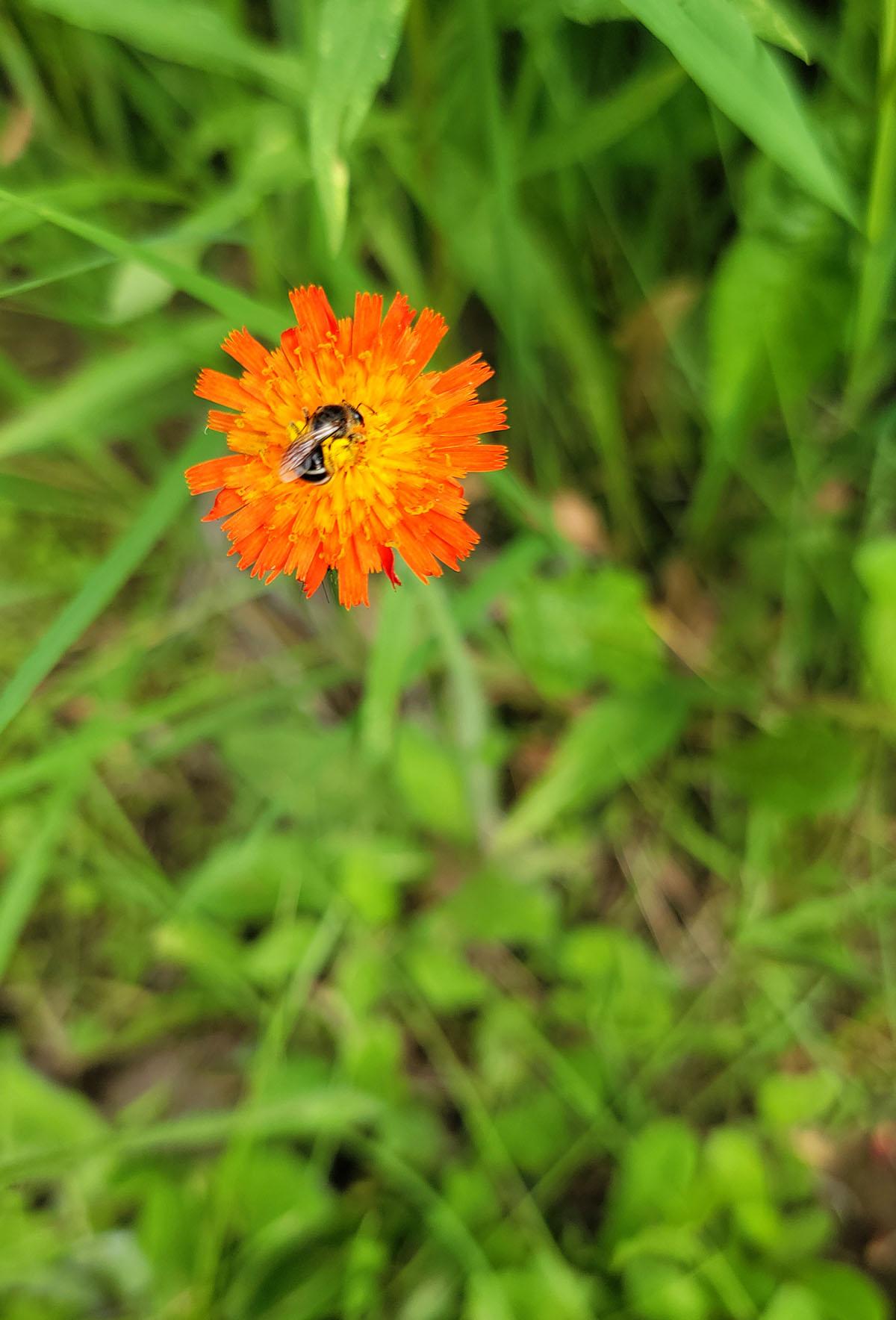 A hawkweed flower with a bee. 