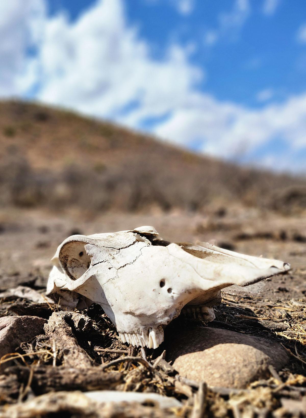 A cow skull in the desert of Coahuila. 