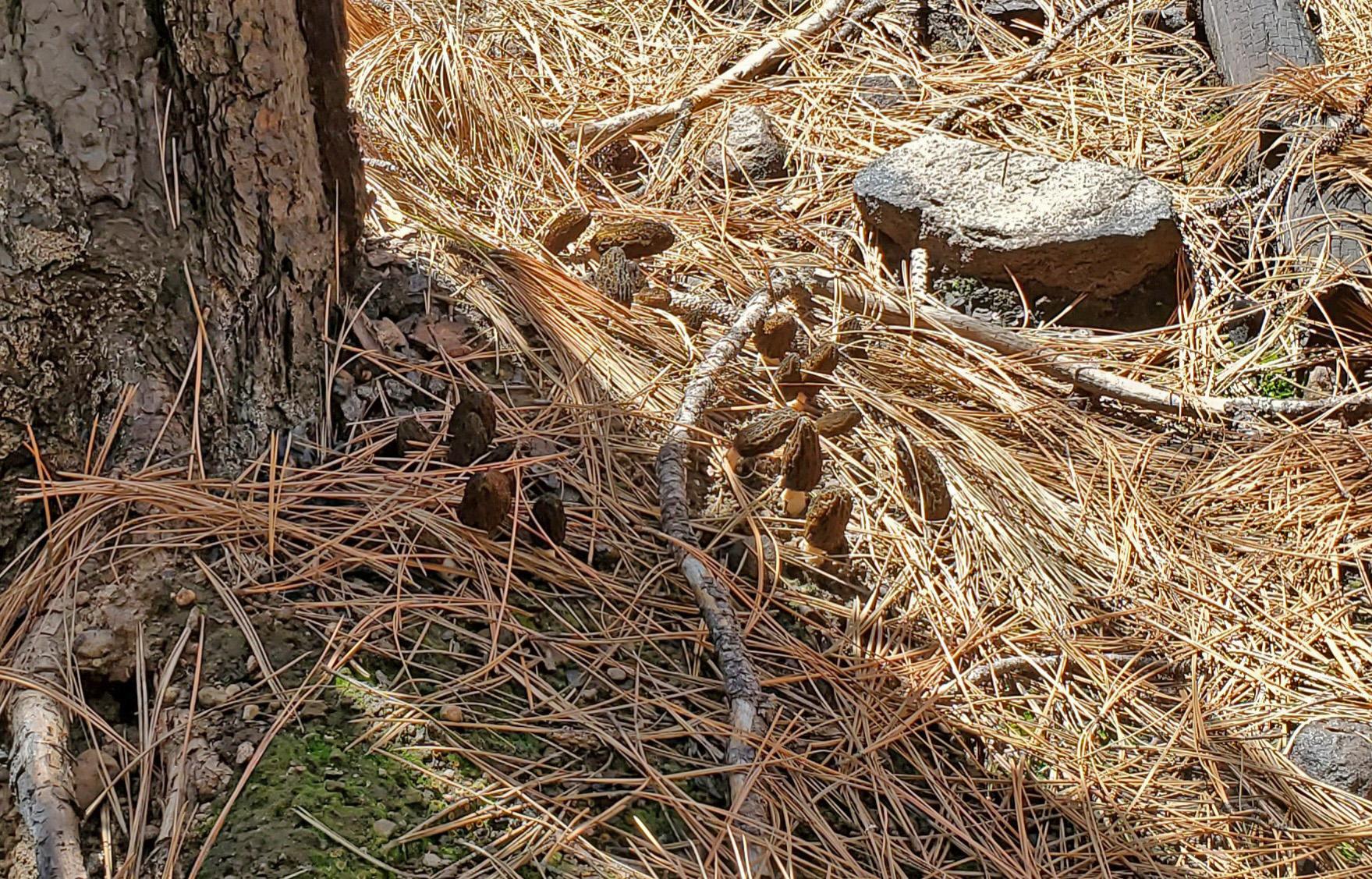 Morels at the base of a ponderosa pine