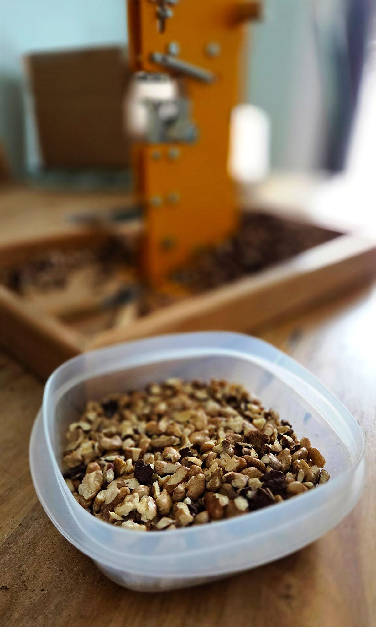 Cracked black walnuts in a container on a table. 