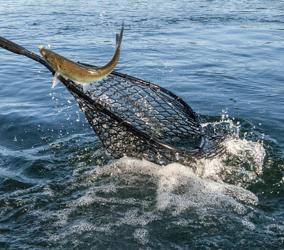 Fish being netted