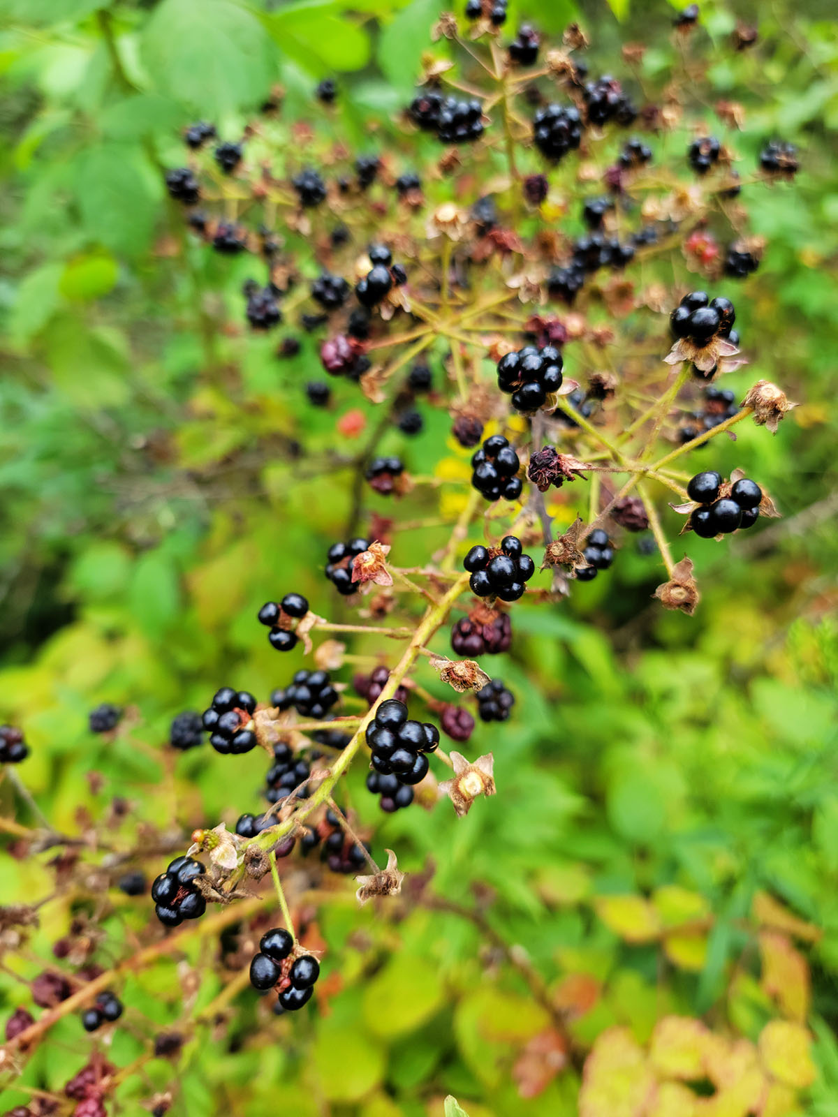 Blackberries on the canes in Minnesota. 