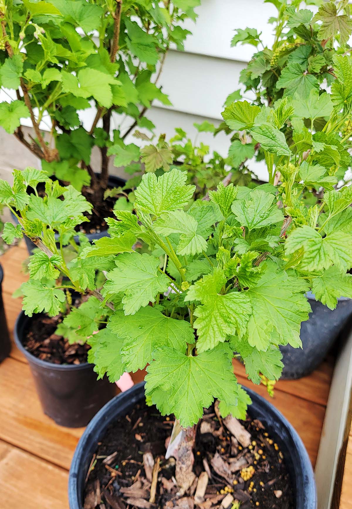 Currant bushes ready to plant. 