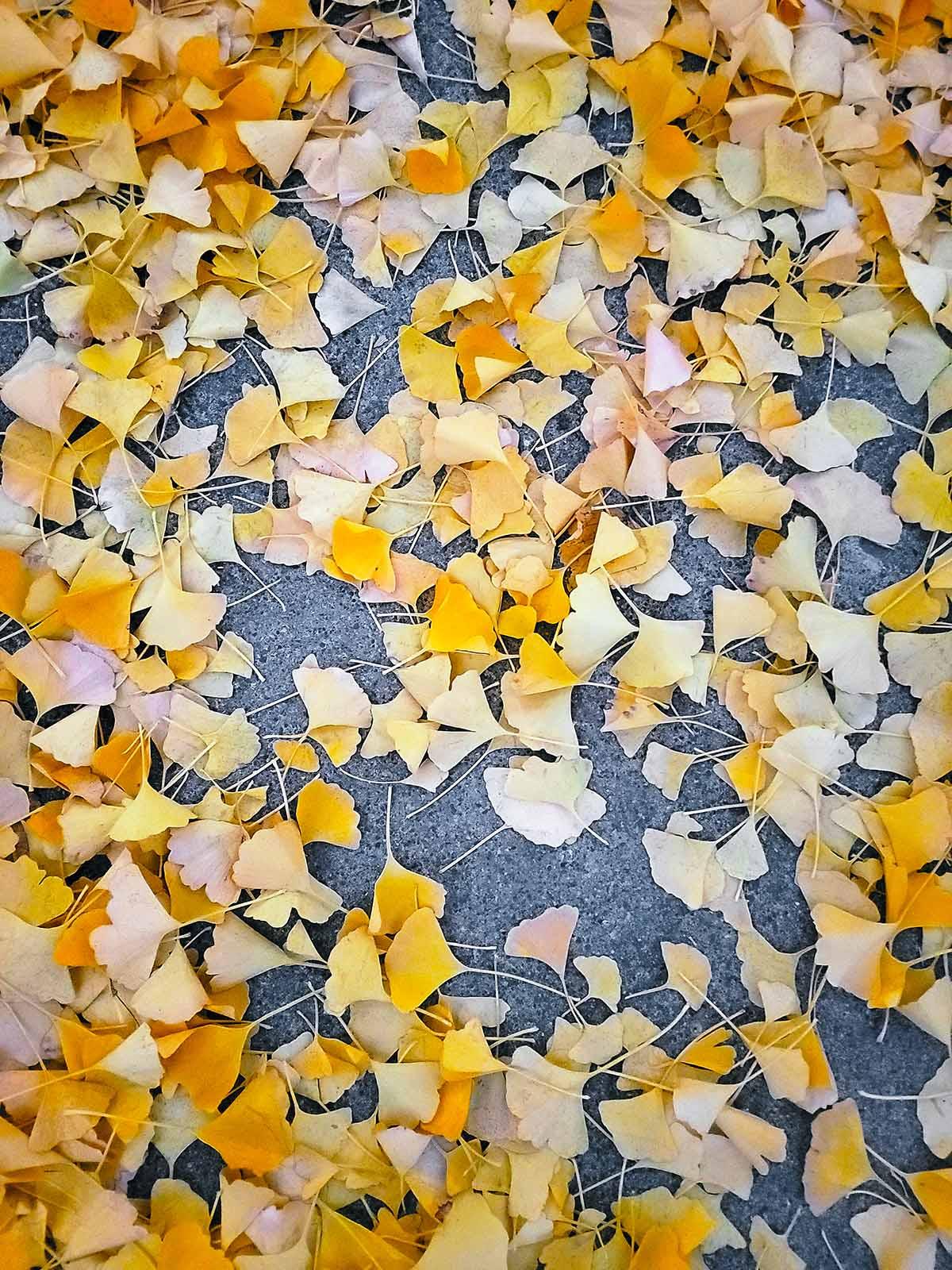 Gingko leaves on the pavement. 