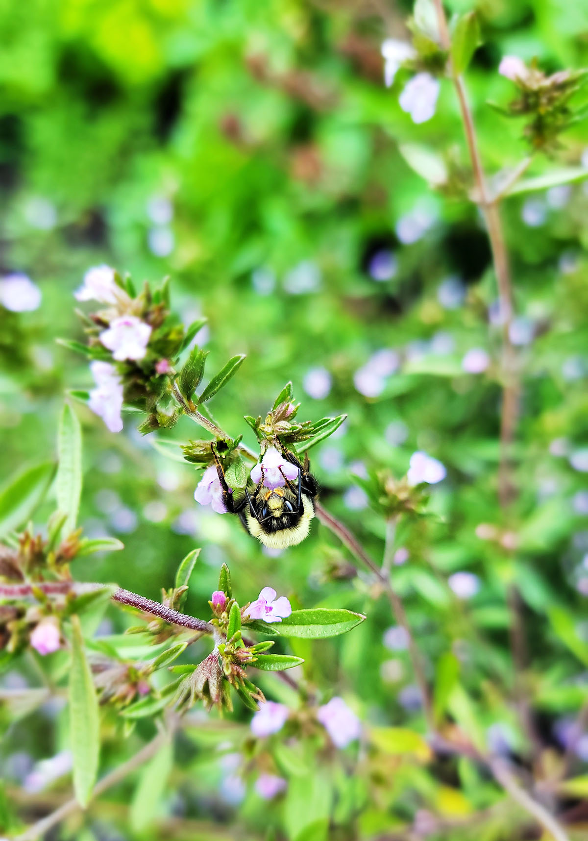 A bee on a savory plant. 