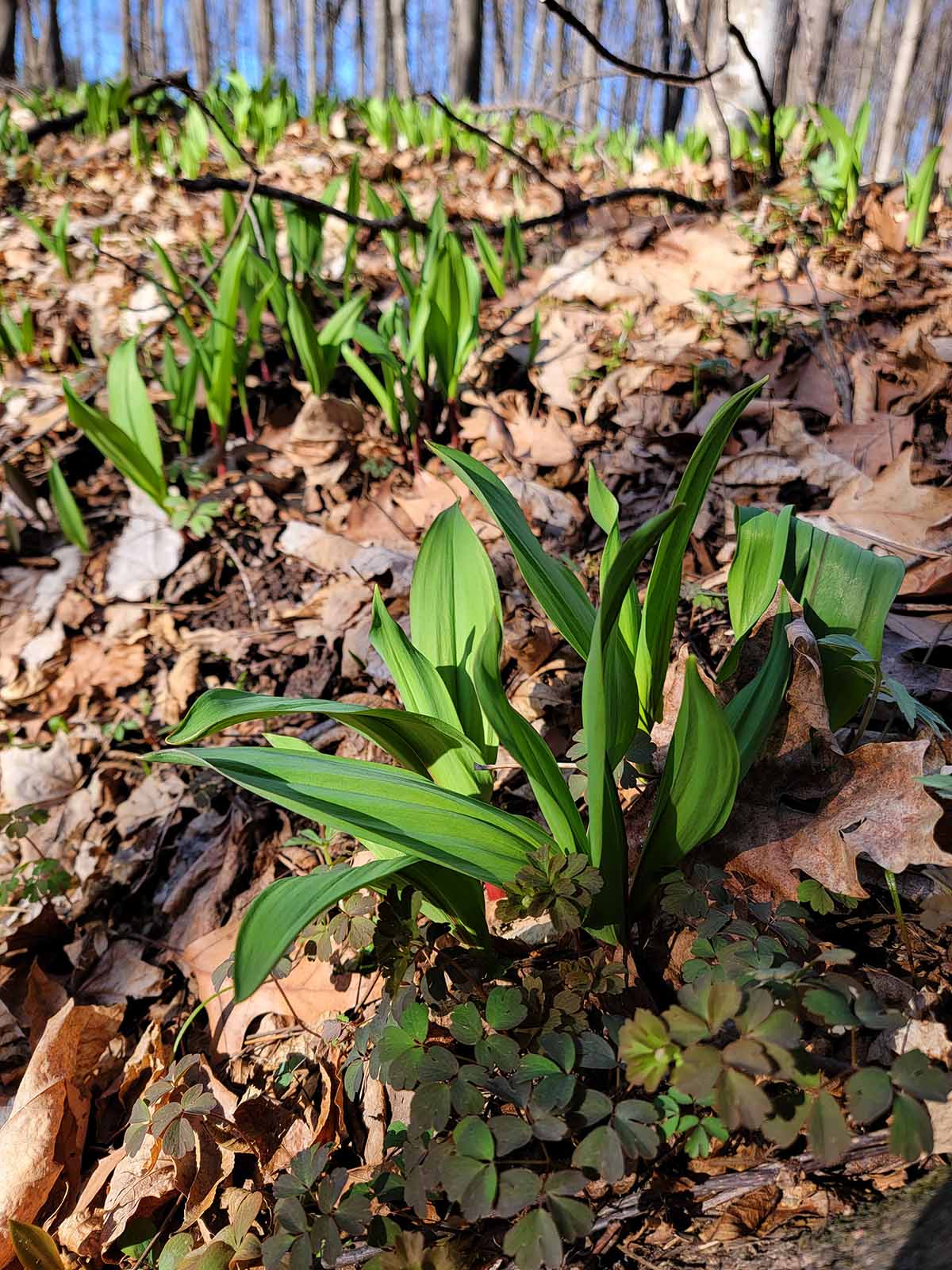 Ramps growing in Wisconsin. 