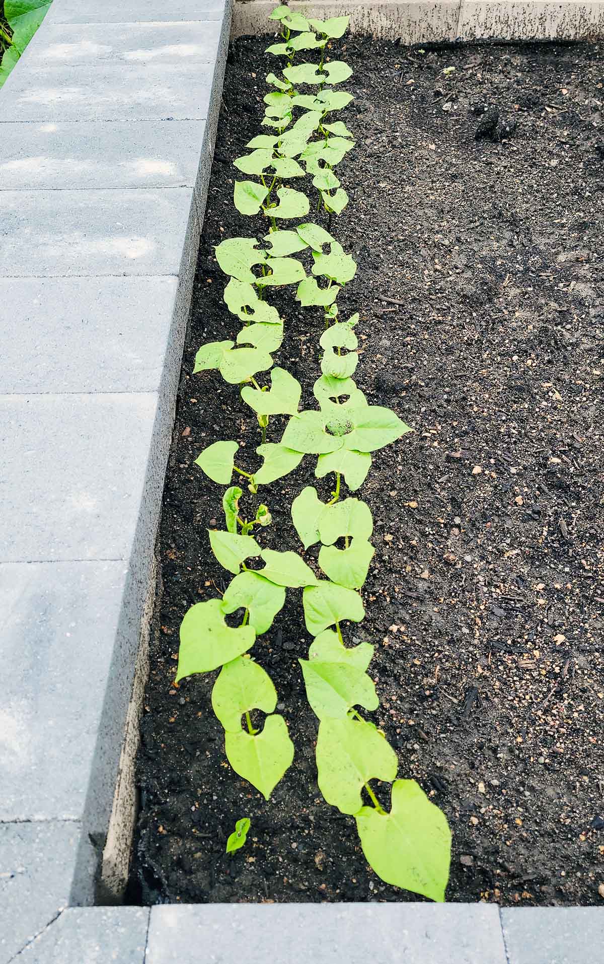 Beans sprouting in my garden. 