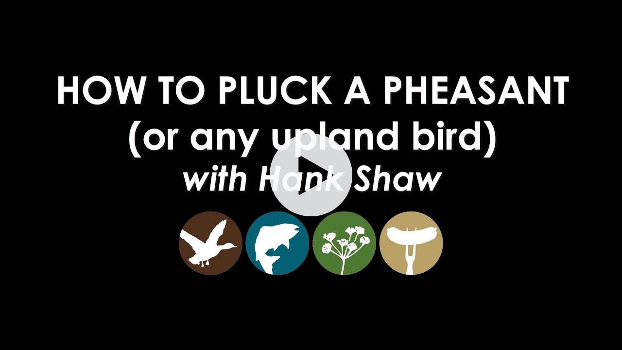 How to Pluck a Pheasant