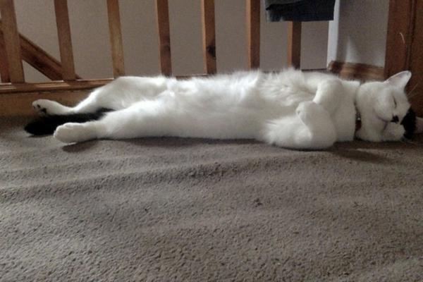 Neo the cat