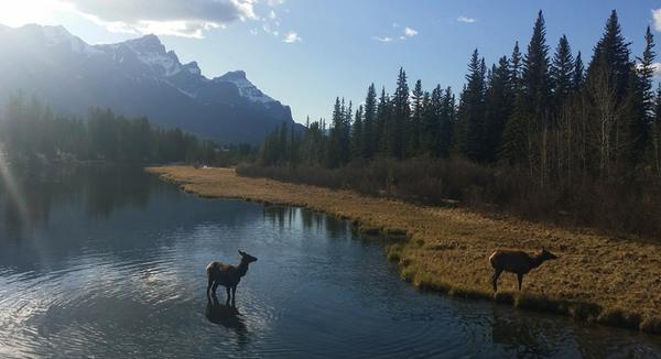 Elk in Canmore