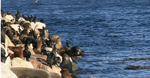 Background image courtesy of Liz Lawley, "Monterey Harbor Seals"