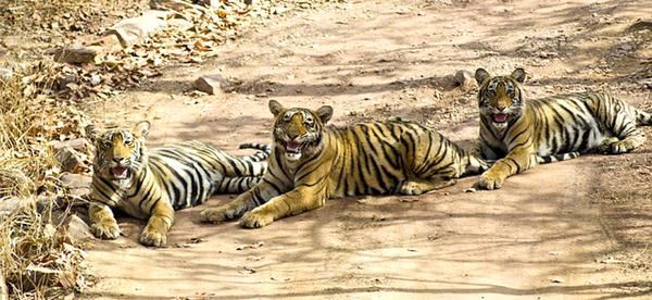 Mother with son baking