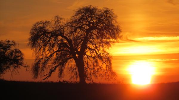 Radiant Sun