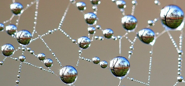 Indra's Net