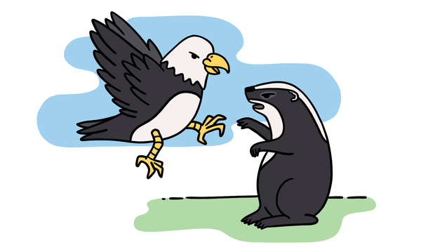 An angry eagle on the left and a raging badger on the right.