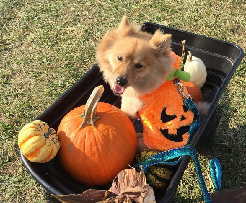 Leo the pumpkin
