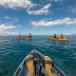 Pedal kayak tour