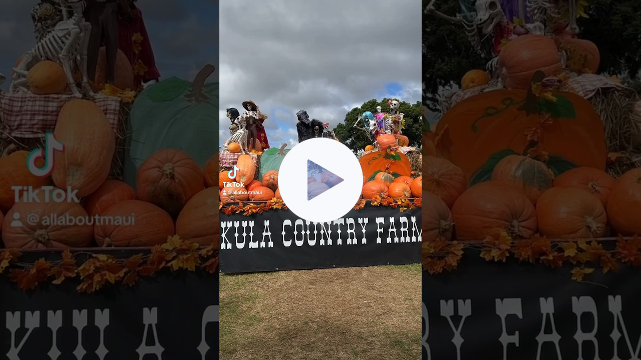 The Kula Country Farms Pumpkin Patch is Open!