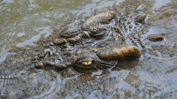 A 16-foot crocodile roams freely throughout a 100-acre Buddhist temple in Northern Thailand.