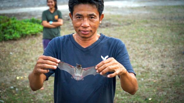 A tiny Thai bat fell from the sky on a nightly feeding flight.