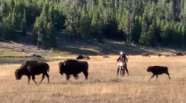 Video: Motorcyclists Harass Bison Herd At Yellowstone
