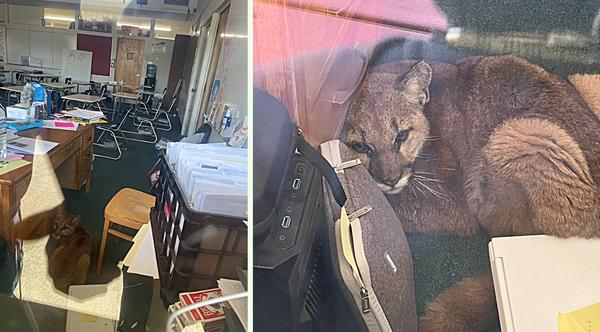 Mountain Lion Runs Into High School Classroom