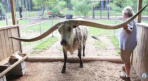 Longhorn Steer Breaks Guinness World Record For Largest Horn Spread - Guess How Long?