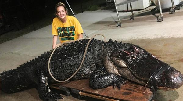 12-Foot, 463-Pound Gator Survives Crossing The Freeway