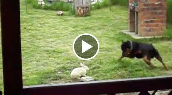 Rottweiler Finds Bunny In Backyard And Does The Unexpected