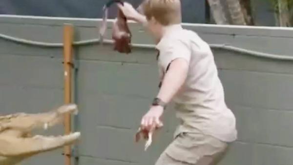 Robert Irwin Forced To Run Out Of Croc Enclosure During Feeding