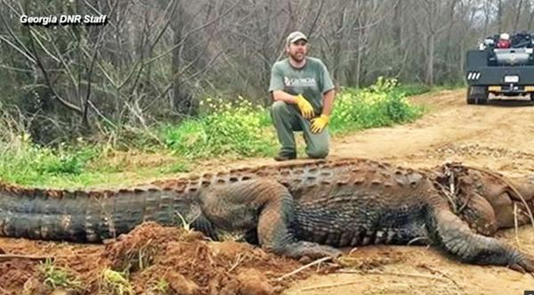 Georgia Man Finds "Massive" 700 Pound Alligator In Ditch