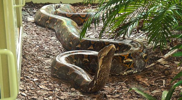 Police Hunt For Man-Eating Snake On The Loose