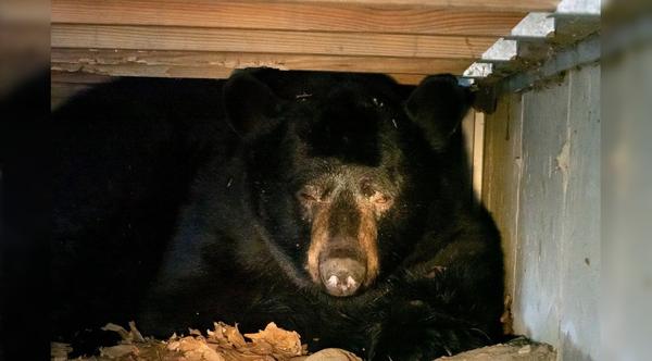 Bear Found Hibernating Under Couple’s Porch Deck