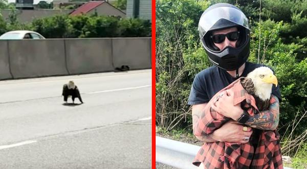 Man Spots Bald Eagle Stuck In Traffic, Rushes To Save Her Life