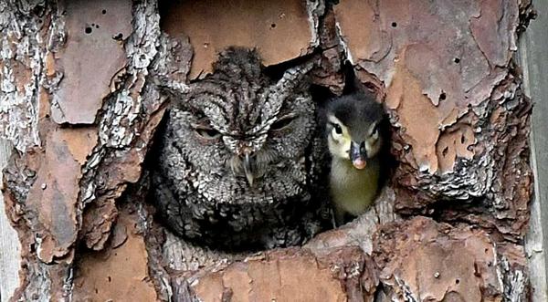 Mother Owl Found Duck Egg In Her Nest & Raised It After It Hatched