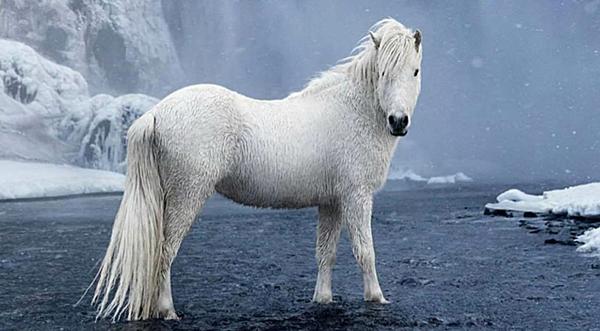 Man Captures Photos Of Wild Icelandic Horses – A 1000-Year-Old Bloodline