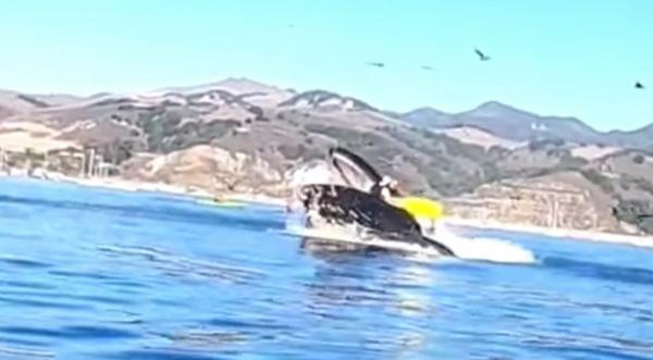 Whale Nearly Swallows Kayaker In California