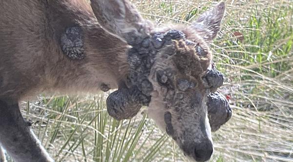 Deer Spotted With Giant Growths All Over, Officials Say What They’ll Do About It